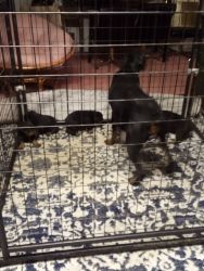 Puppies looking for home
