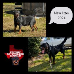 Quality championship bloodline Rottweilers