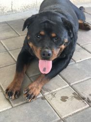 2yr old Rott for sale