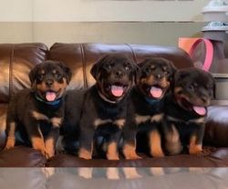 Available Lovely Rottweiler Puppies