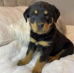 Healthy Rottweiler Puppies Available Today
