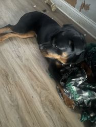 rottweiler pup for sale come get her!