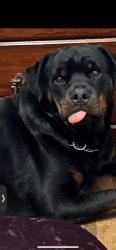 2 year old Rottweiler
