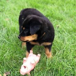 Adorable Rottweiler puppies. Registered. Vet checked