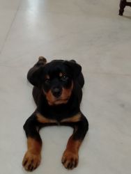 Good quality Rottweiler male puppy