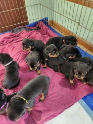 AKC German Rottweiler puppies for sale