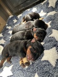 AKC registered Rottweiler Puppies