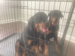 German Rottweiler Puppy for Sale