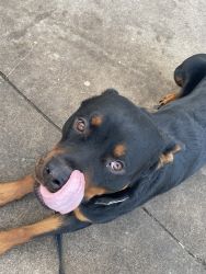 1 year old Rottweiler