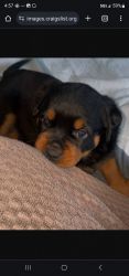 8 week old German Rottweiler puppies (Amherst)
