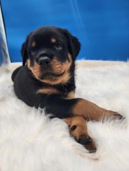 AKC ROTTWEILERS ETHICALLY RAISED SERVICE DOG QUALITY
