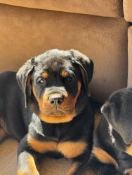 AKC Rottweiler Puppies German Lineage