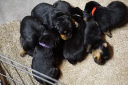 * Find Your Perfect Rottweiler Puppy Today!