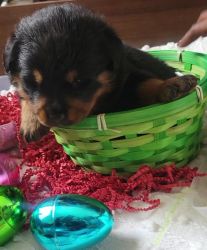 Rottweiler Pups for sale