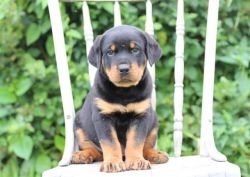 Marvelous and brave Rottweiler for adoption