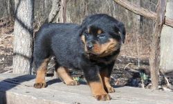 maale and female Rottweiler puppies for sale