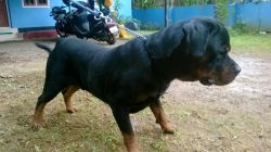 Heavy ROTTWEILER, for stud at perumbavoor