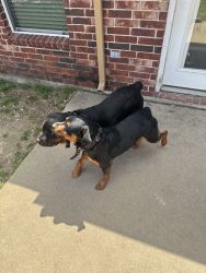 FREE ROTTWEILER PUPS 14 months old