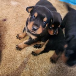 Rottweiler puppies pure bred