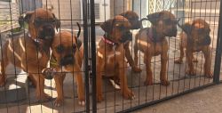 Rottweiler boxer mix puppies for sale