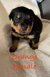 Rottweilers AKC