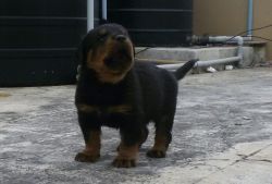 CHAMPION LINEAGE ROTTWEILERS PUPPIES FOR SALE