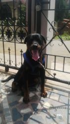 wel trained 14 months male Rottweiler