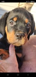 AKC Rotweiller Puppies for sale.Four male and three female.