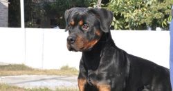 rott pups for sale
