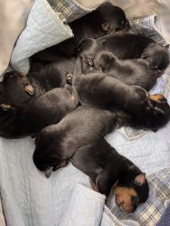 AKC Rottweiler pups born 4/17/24