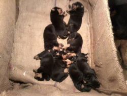 i wanna to sell my 7 rottweiler puppies