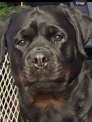 2 1/2year old female akc rottweiler for sale