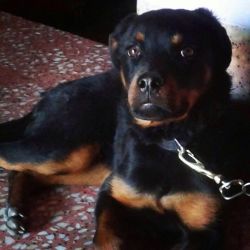 Need Owner for 10 months Rottweiler (Male) Puppy