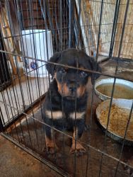 AKC REGISTERED ROTTWEILERS