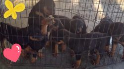 American Rottweilers Puppies