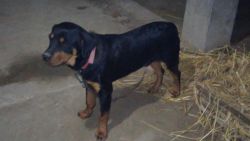 Sell Rottweiler Dog 8month old