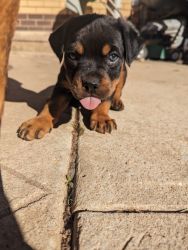 ✨Rottweiler puppies for sale✨