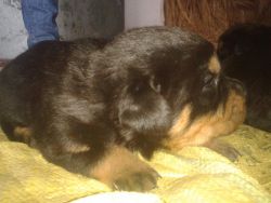 rottweiler pups for sale of champion mother
