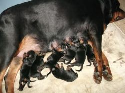 Rottweiler good quality puppy's are available