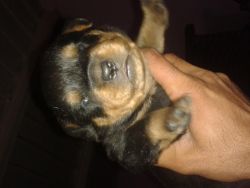 Rottweiler top qualty female pup