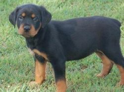 Big Born Rottweiler Puppies For Good Family !