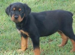 We have a litter of beautiful Rottweiler puppies