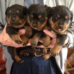 CUTE ROTTWEILLER PUPPIES READY FOR ADOPTION