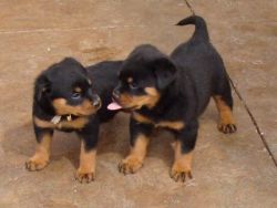 Cute and playful Rottweiler puppies.(xxx) xxx-xxx7