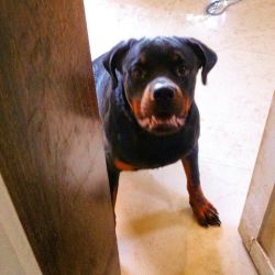Home trained Rottweiler
