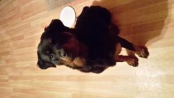 1yr old Male Rottweiler/crate trained/microchipped