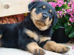 enticing Rottweiler Puppies
