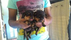 Rottweiler puppies of High Quality..