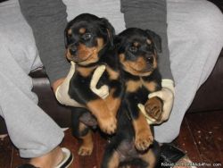 Outstanding Pedigree! Rottweiler puppies ready.