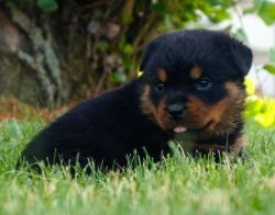 Male and female Rottweiller puppies for sale